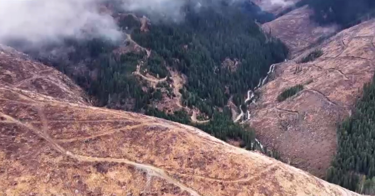 Tăierile ilegale de pădure rămân nepedepsite în România
