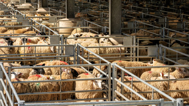 Crowded Cages of sheep at the Country's Livestock Market
