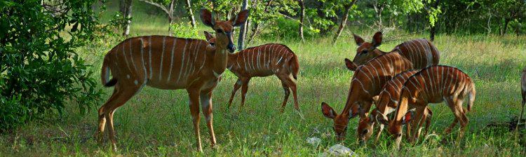 În ajutorul sǎlbǎticiei: Malawi | s2 ep. 5