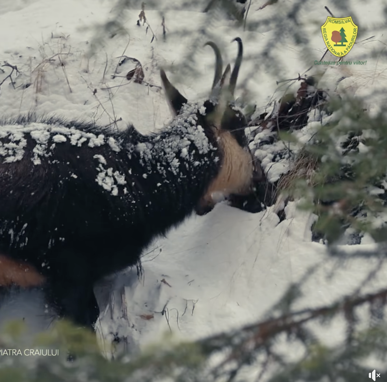 Câteva capre negre au fost filmate hrănindu-se în Parcul Național Piatra Craiului