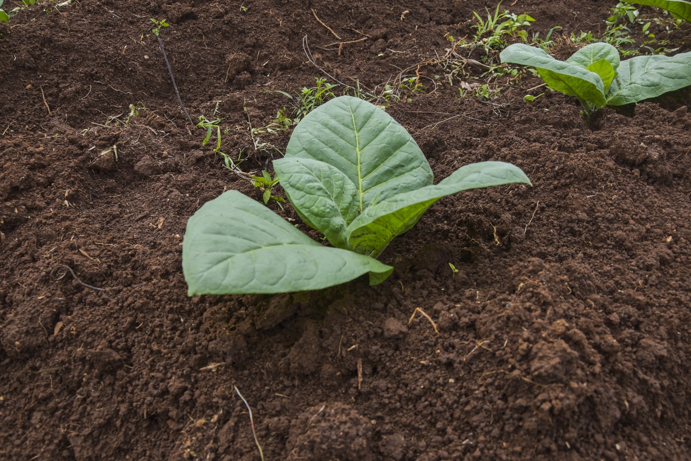 Un grup de cercetători a creat o plantă de tutun cu cinci substanțe psihedelice care se găsesc în natură. Care este scopul proiectului