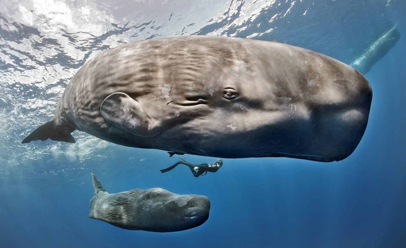 Descoperire uimitoare în adâncul oceanelor: Cașaloții comunică printr-un „alfabet” similar limbajului uman