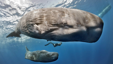 Sperm whales