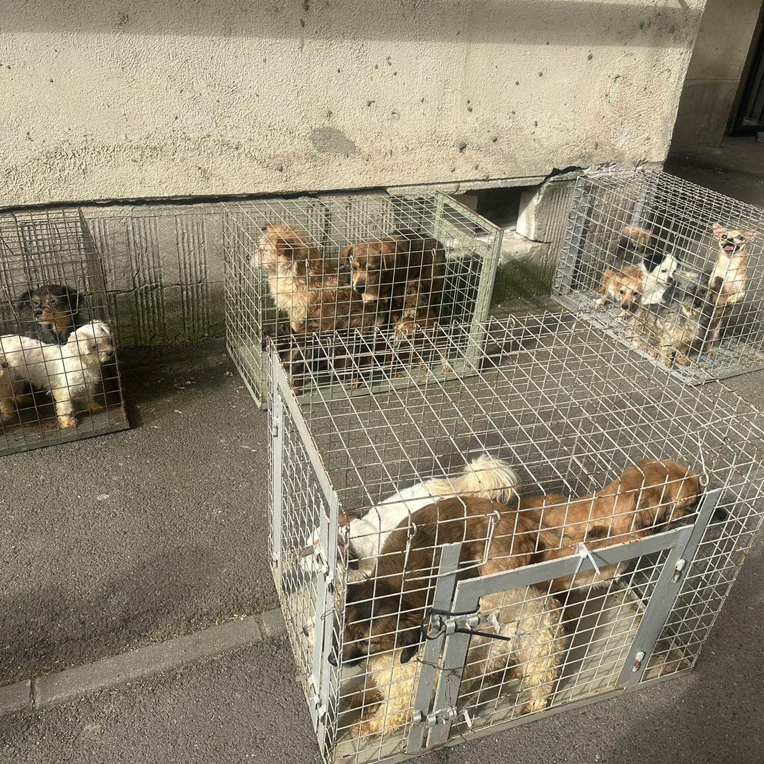 Nu mai puțin de 25 de câini, ținuți într-un apartament de bloc, în condiții greu de imaginat, au fost salvați de ASPA