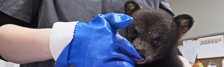 Speranță pentru natura sălbatică | s10 ep. 2