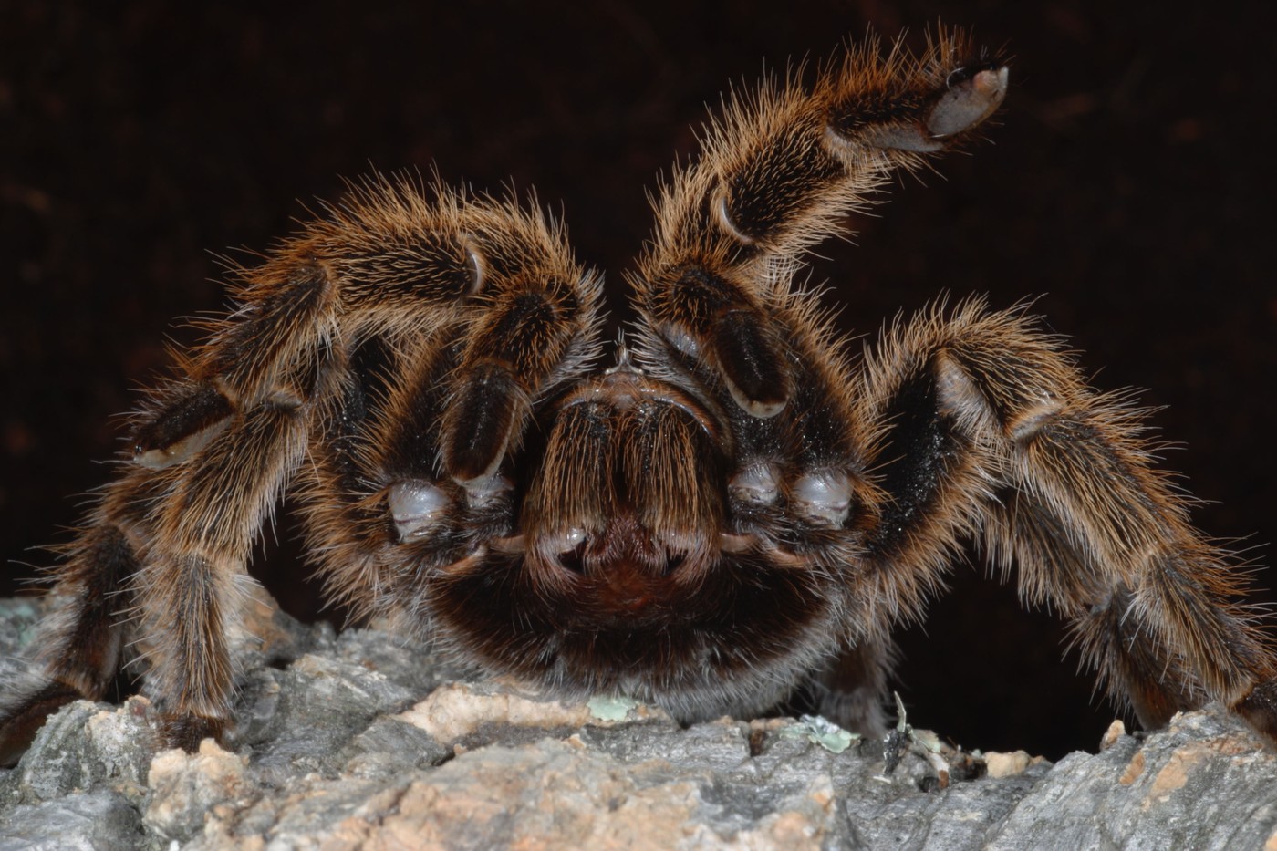Descoperire înfiorătoare într-un tren din Germania: Un mecanic a găsit o cutie cu zeci de tarantule. Ce a urmat
