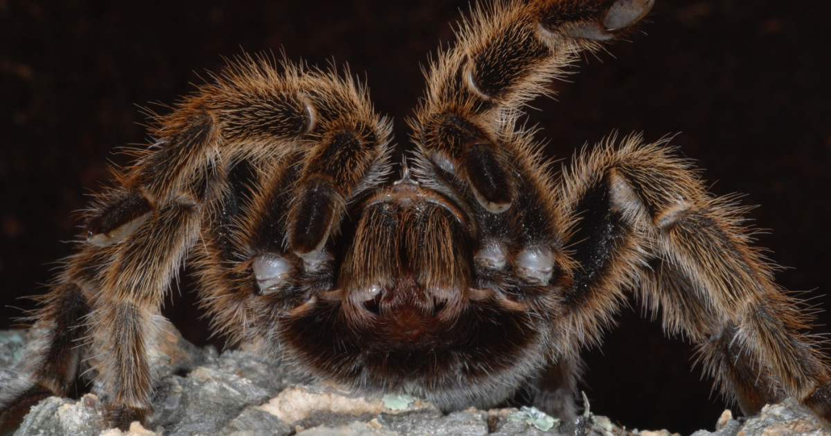Descoperire înfiorătoare într-un tren din Germania: Un mecanic a găsit o cutie cu zeci de tarantule. Ce a urmat
