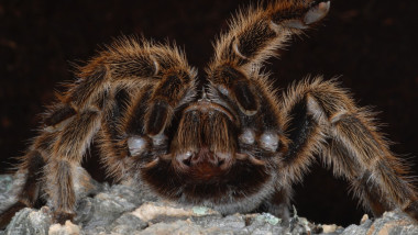tarantula