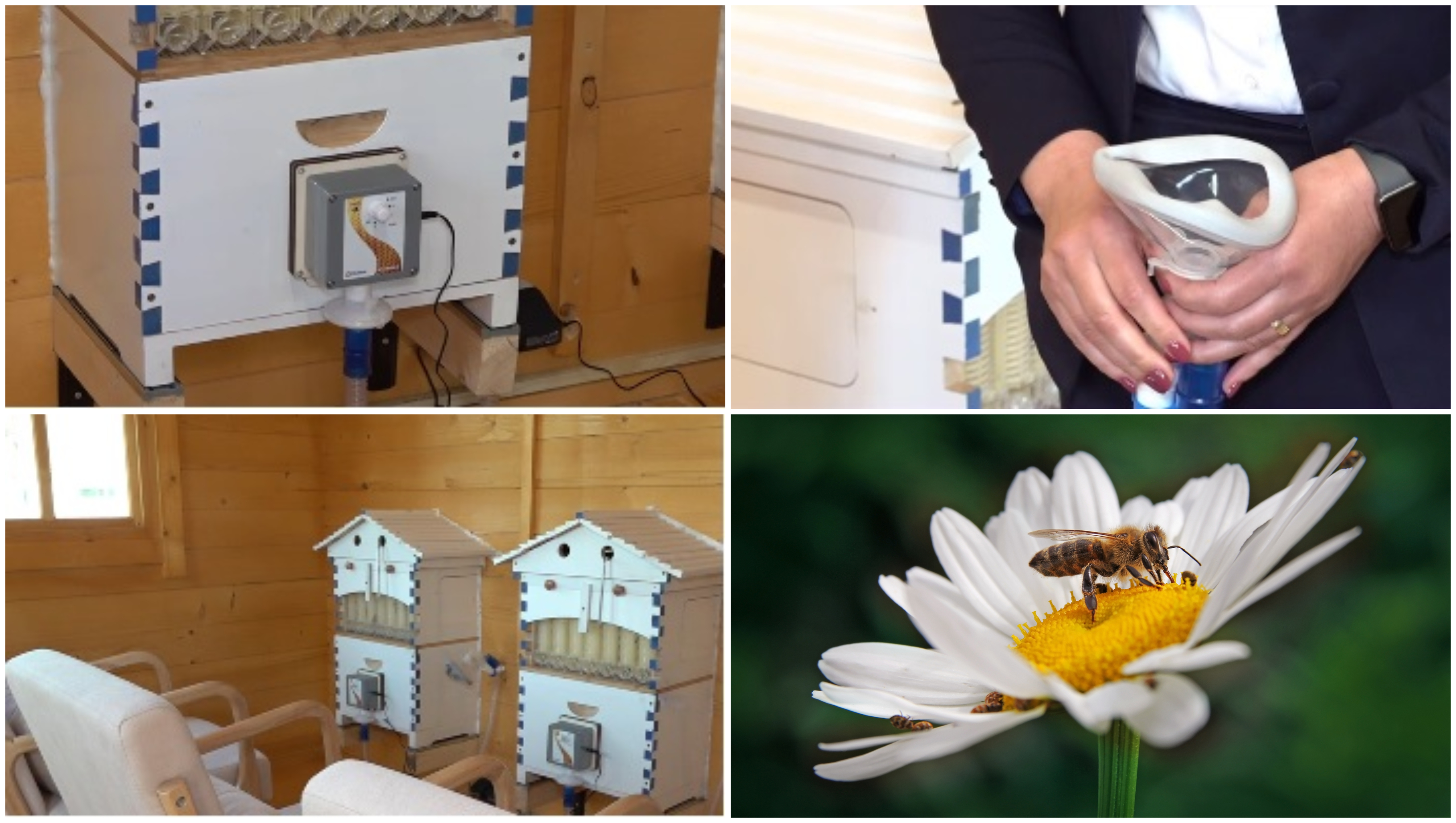 Metodă naturală inovatoare: terapia cu aerul din stup. Județele din România unde oamenii pot face apiterapie: „E foarte benefică”