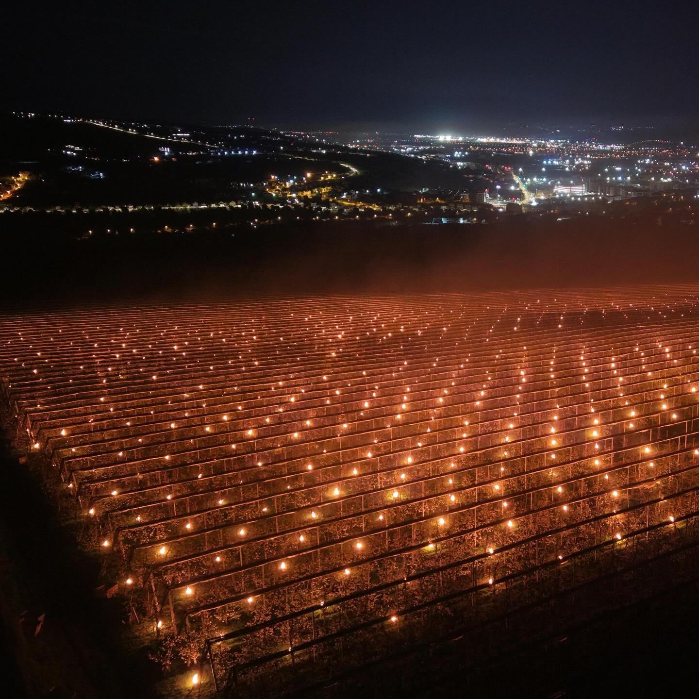 Cât de mari sunt costurile de salvare de la îngheţ a pomilor fructiferi: „Am dat foc la 40.000 de euro”. De ce cireşele sunt așa scumpe