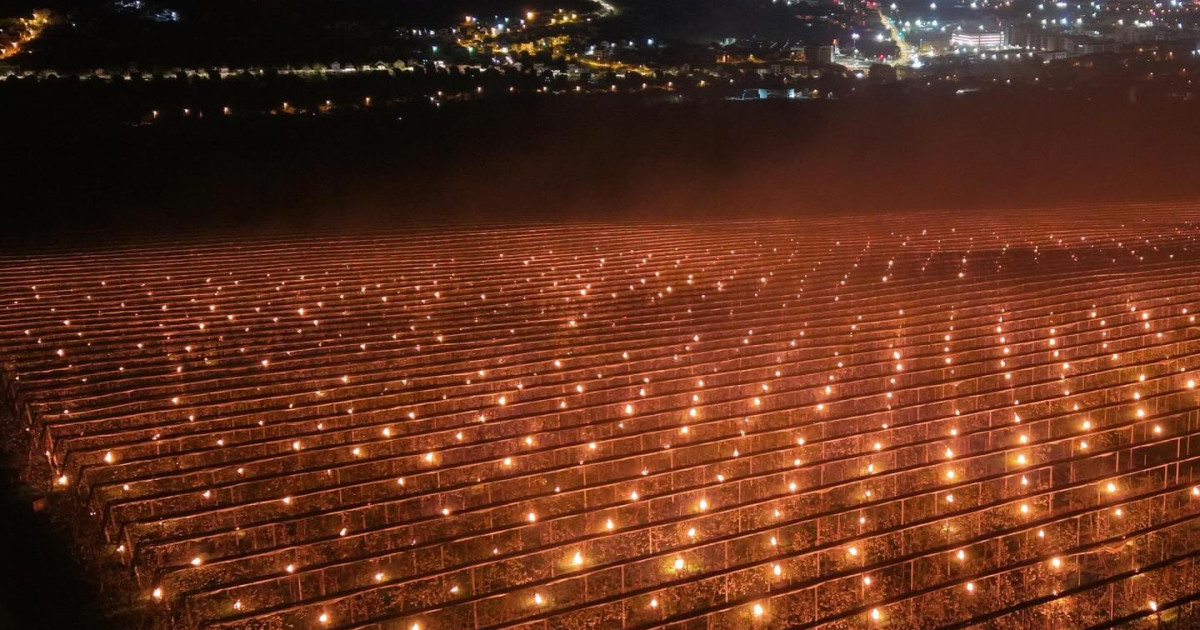 Lupta pentru salvarea recoltelor: costuri uriașe pentru fermierii pomicoli