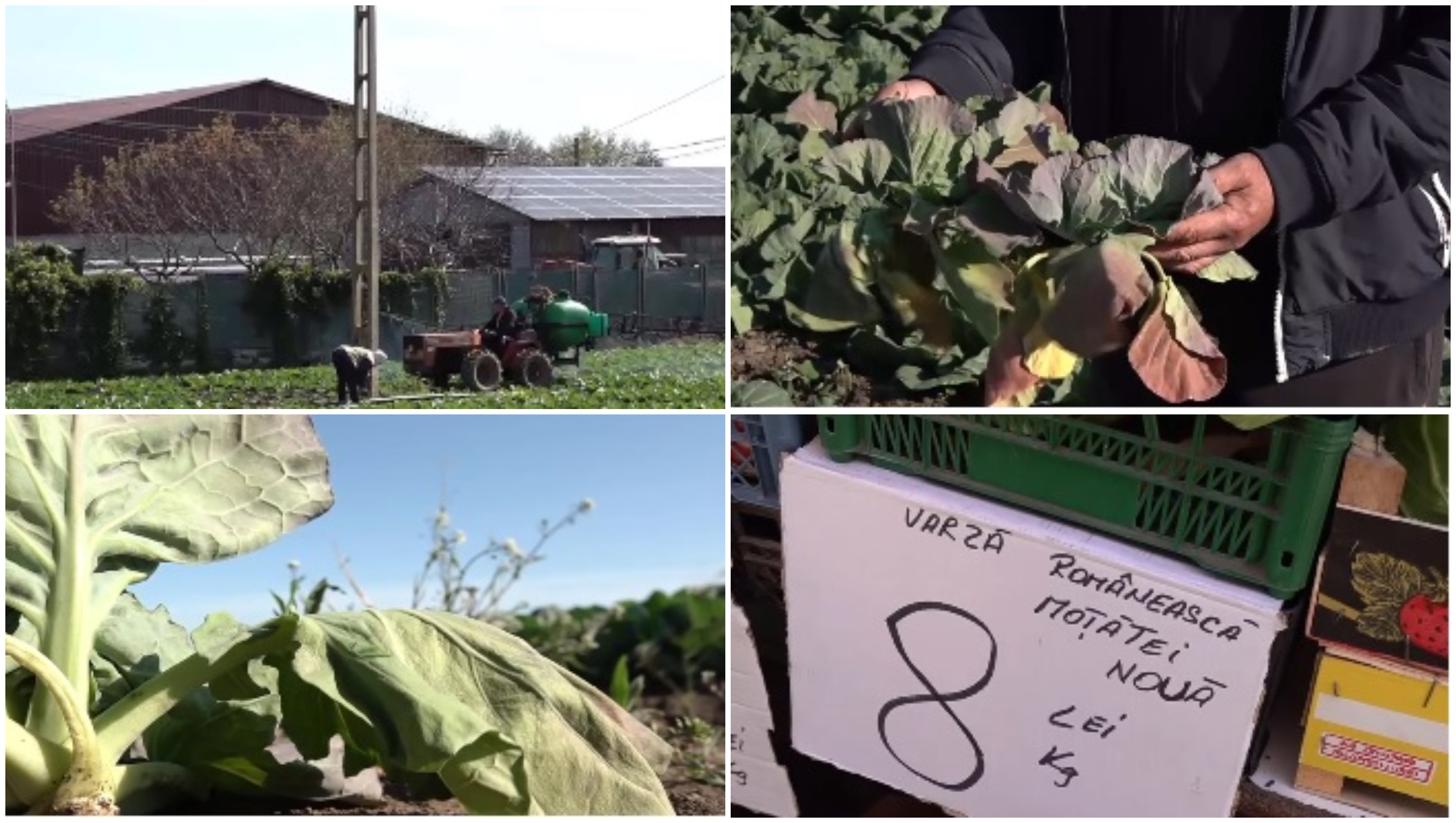 Varza de primăvară, compromisă de vreme. Cum arată acum culturile din Dolj: „Rămânem iar cu ea pe câmp”