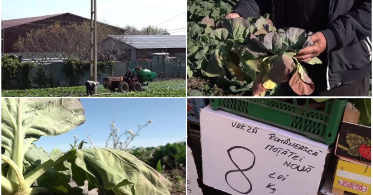 Varza de primăvară, compromisă de vreme. Cum arată acum culturile din Dolj: „Rămânem iar cu ea pe câmp”