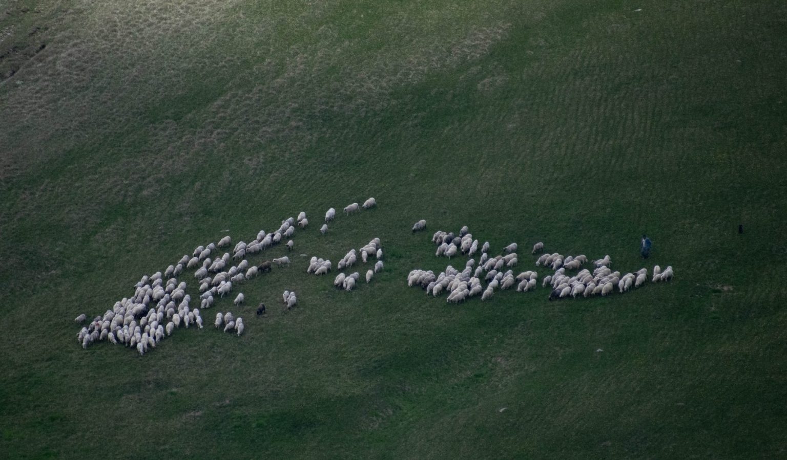 Ministrul Mediului acuză un fake news: În zonele prioritare pentru biodiversitate nu vor fi oprite pășunatul sau cositul