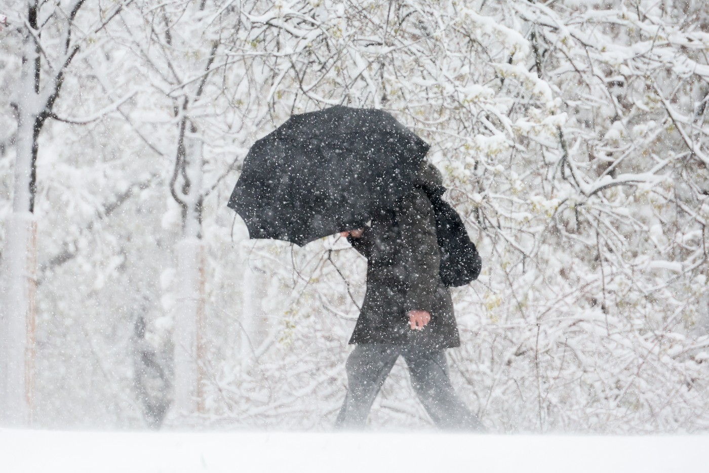 Moscova, lovită de o furtună de zăpadă în mijlocul primăverii: zboruri anulate, copaci smulşi din rădăcini. Imagini din capitala Rusiei
