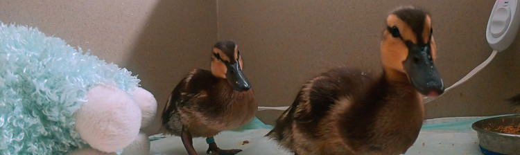 Speranță pentru natura sălbatică | s10 ep. 4