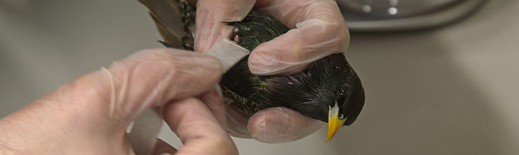 Speranță pentru natura sălbatică | s10 ep. 3