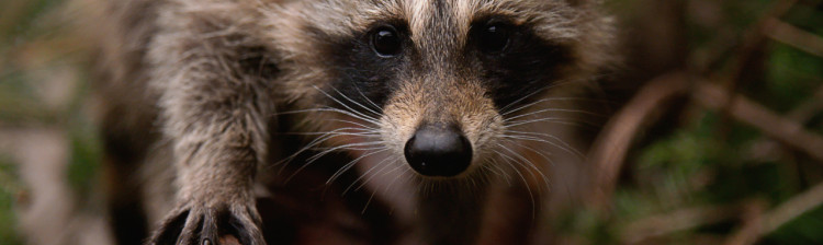 Speranță pentru natura sălbatică | s10 ep. 5