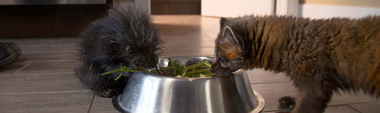 Speranță pentru natura sălbatică | s10 ep. 6