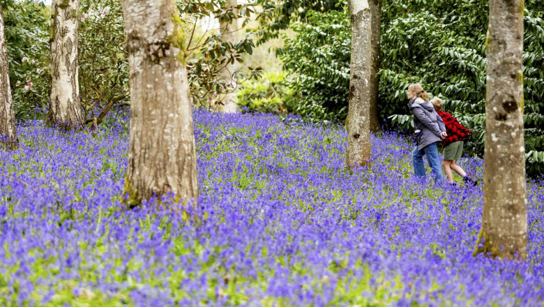 oameni intr-o padure cu flori si copaci