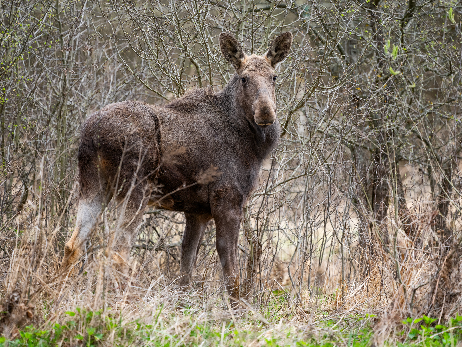 Elanul revine în pădurile României după 200 de ani de absență. Primele 4 animale au fost eliberate în Parcul Natural Vânători Neamț