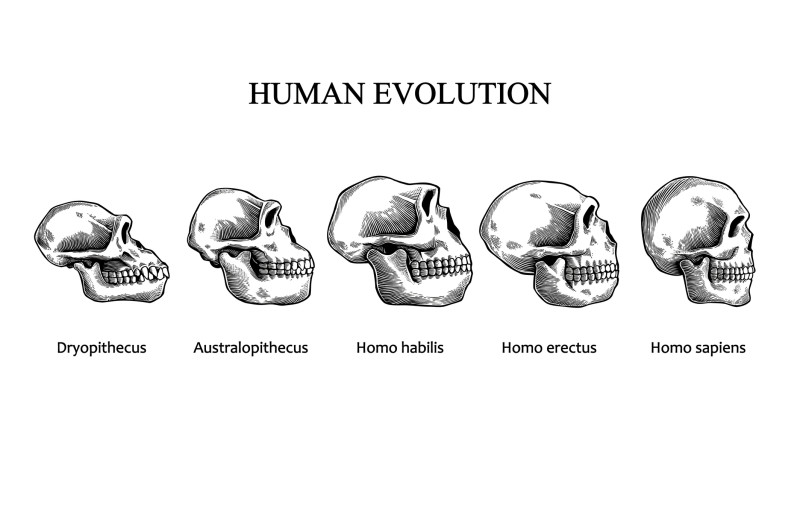 Evolution Of The Human Skull