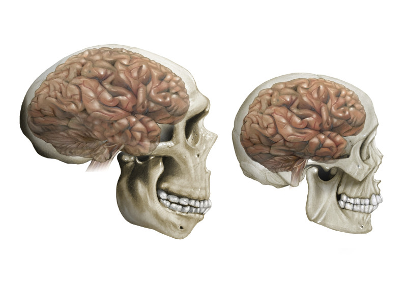 Human and Neanderthal brain comparison, illustration