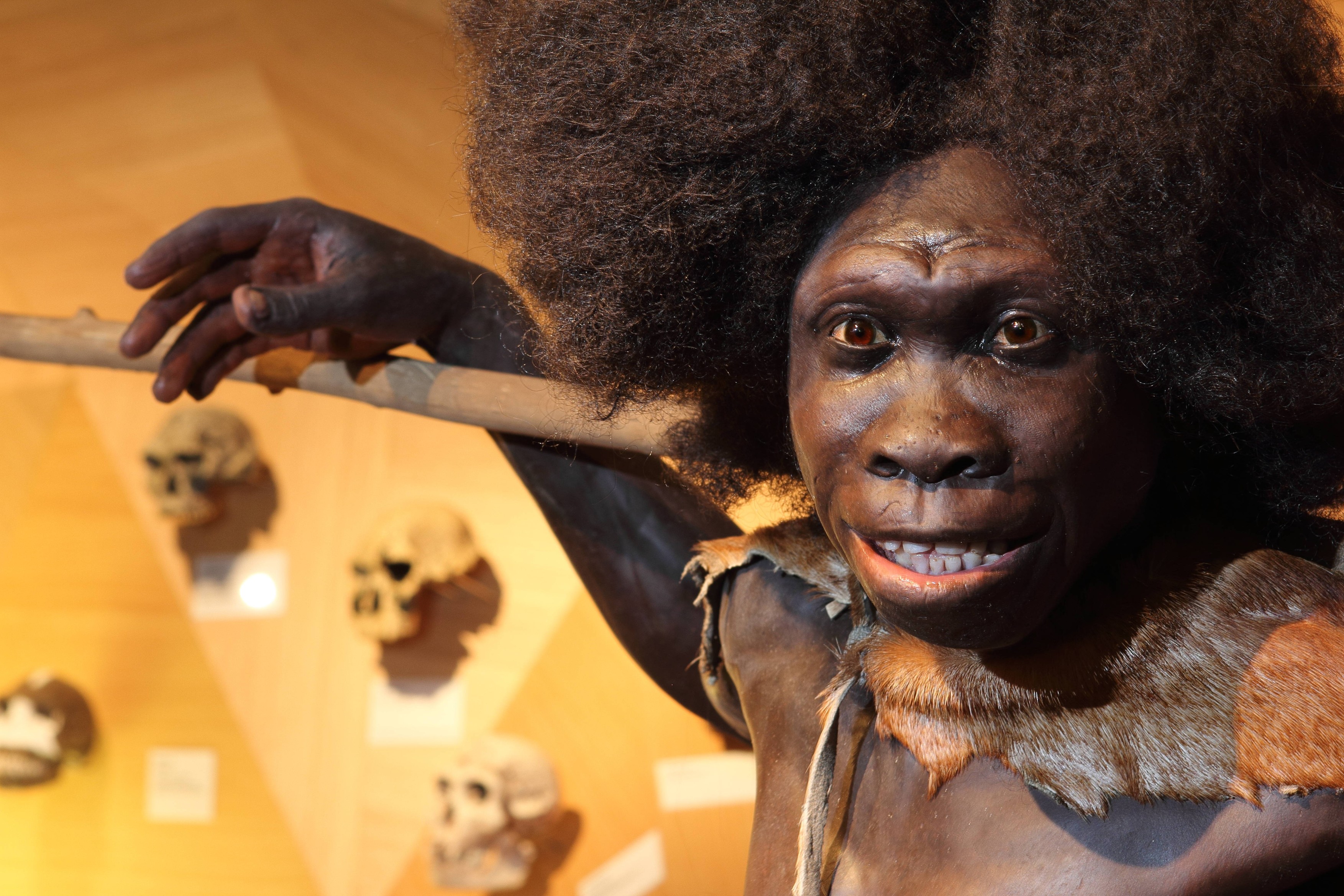 Creierul neanderthalienilor nu explică dispariția lor misterioasă. Diferențele față de Homo sapiens, mai mici decât se credea (studiu)