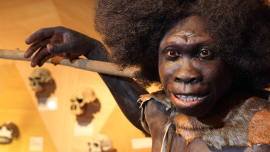neanderthal homo sapiens