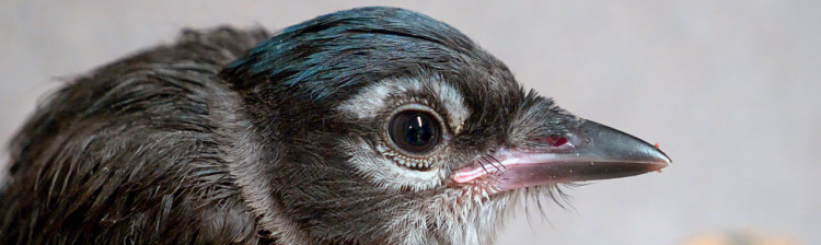 Speranță pentru natura sălbatică | s10 ep. 8