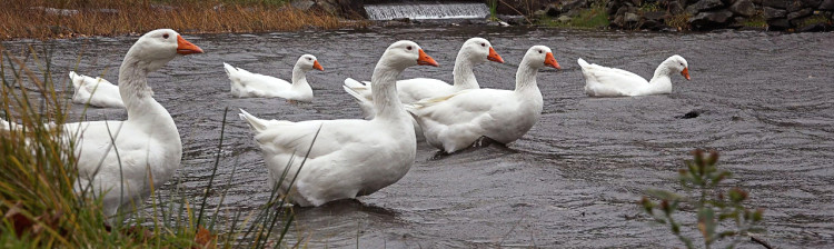 Speranță pentru natura sălbatică | s10 ep. 9