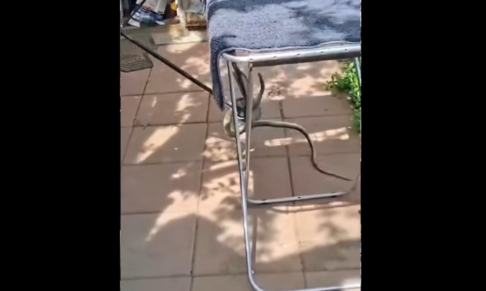 Un şarpe lung de 2 metri a fost descoperit în casa unei femei din județul Galați. Proprietara au sunat la 112