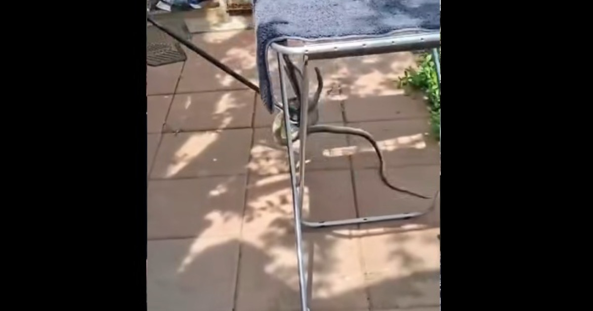 Un şarpe de 2 metri în casa din Galați