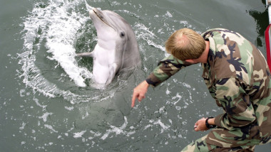 US Navy bottlenose dolphin