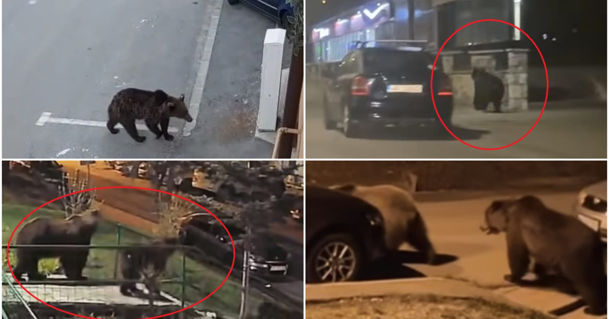 „În fiecare seară vin”. Coșmarul românilor din localitățile de munte: urșii au revenit pe străzi. Animalele caută hrană printre blocuri