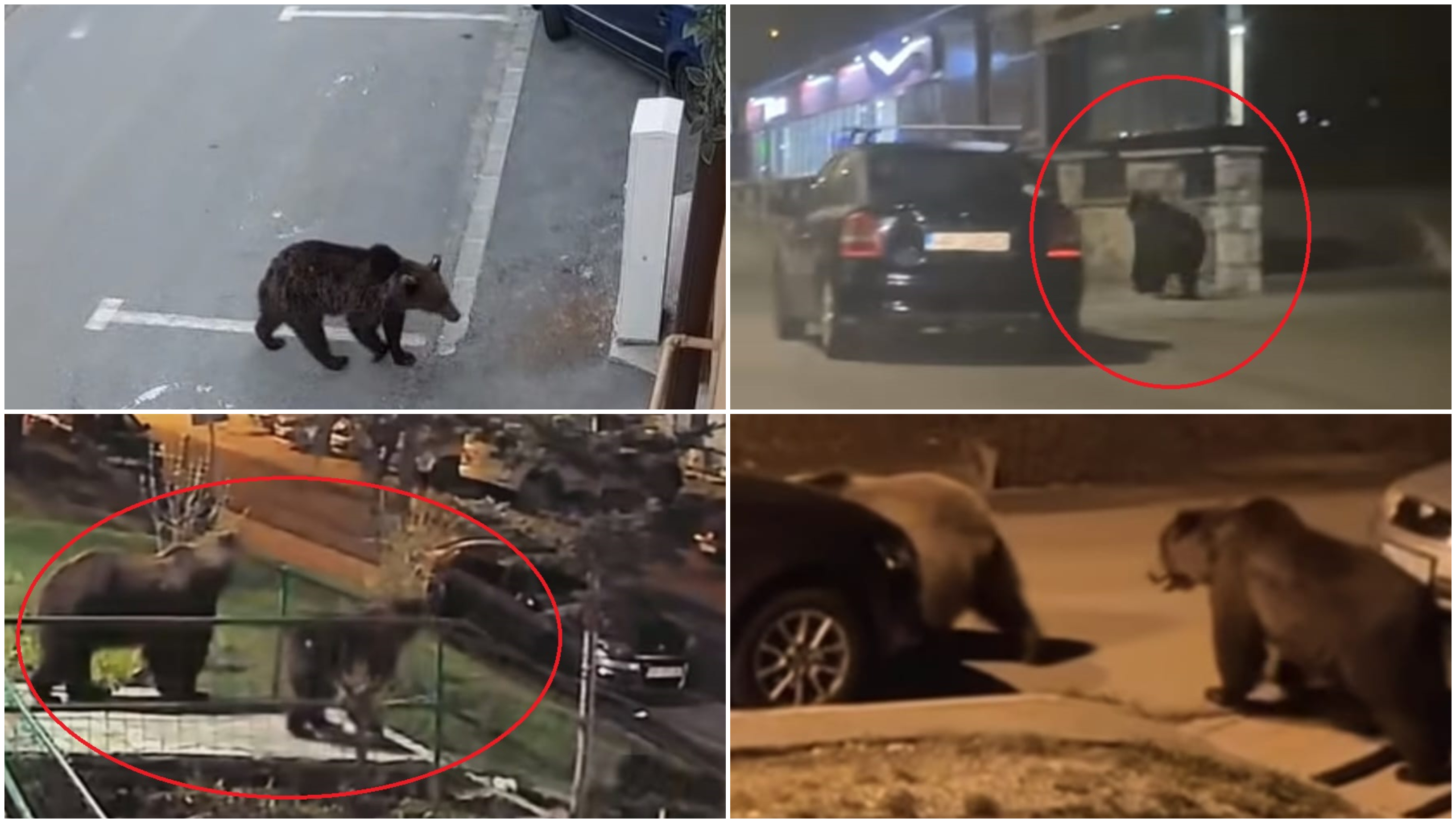 „În fiecare seară vin”. Coșmarul românilor din localitățile de munte: urșii au revenit pe străzi. Animalele caută hrană printre blocuri