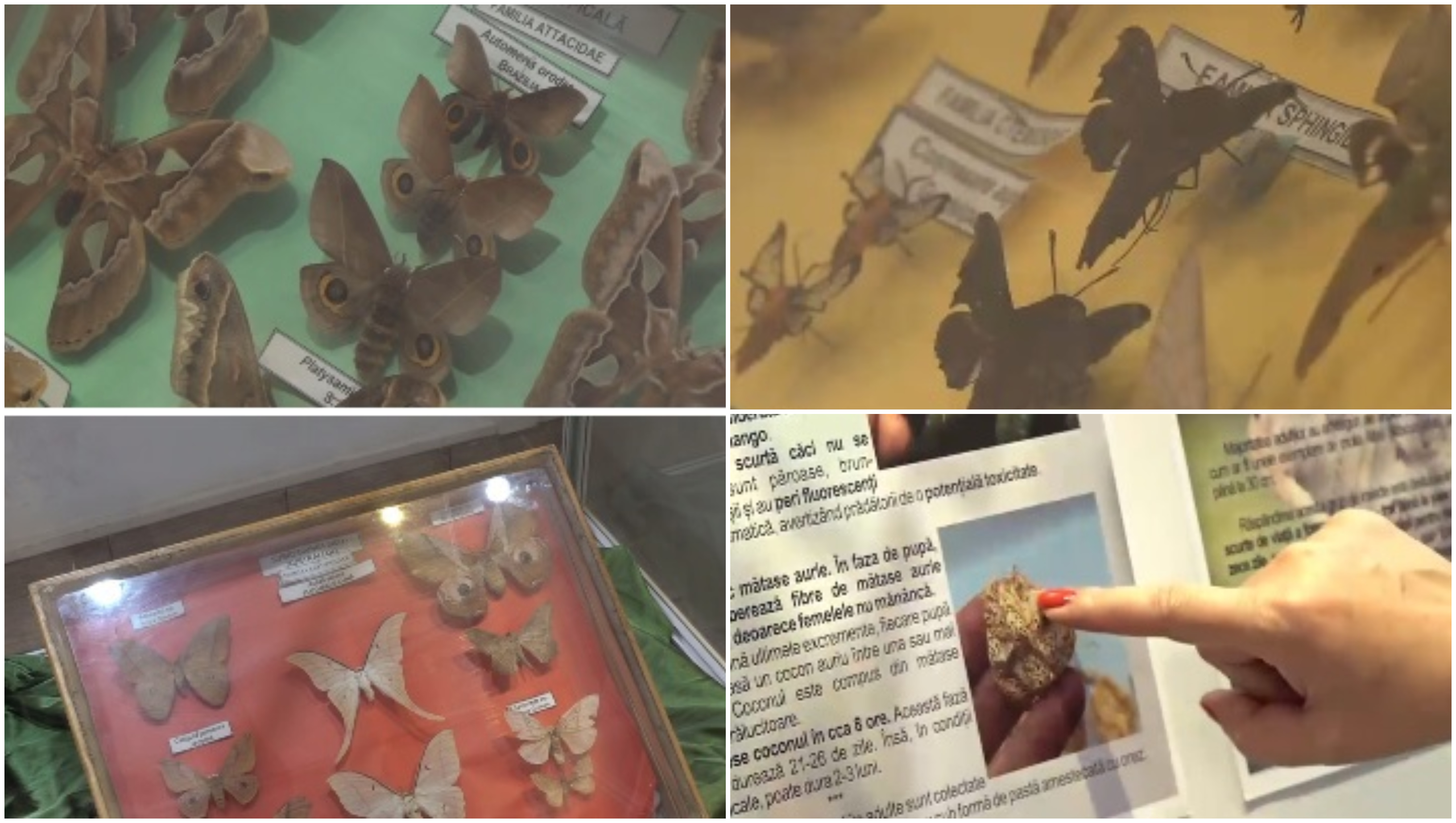 „Sunt spectaculoși”. Expoziție impresionantă de fluturi exotici, la Muzeul Olteniei din Craiova
