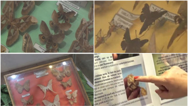 expozitie fluturi exotici