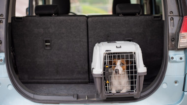 Reguli actualizate pentru călătoria cu animalele de companie în Uniunea Europeană. Foto Getty Images