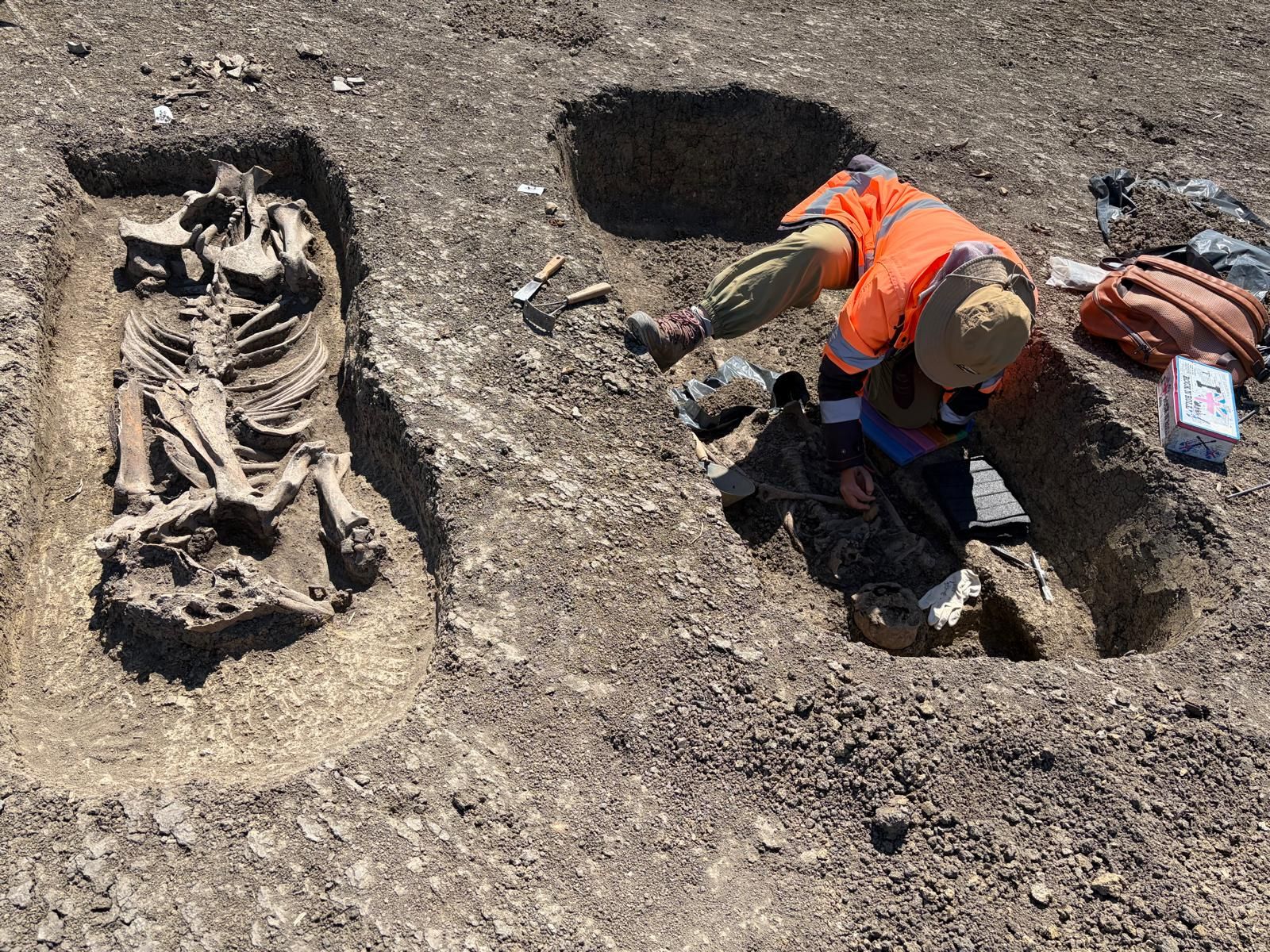 Descoperire arheologică pe șantierul Centurii Timișoara Vest: Războinic îngropat alături de calul său și de artefacte prețioase