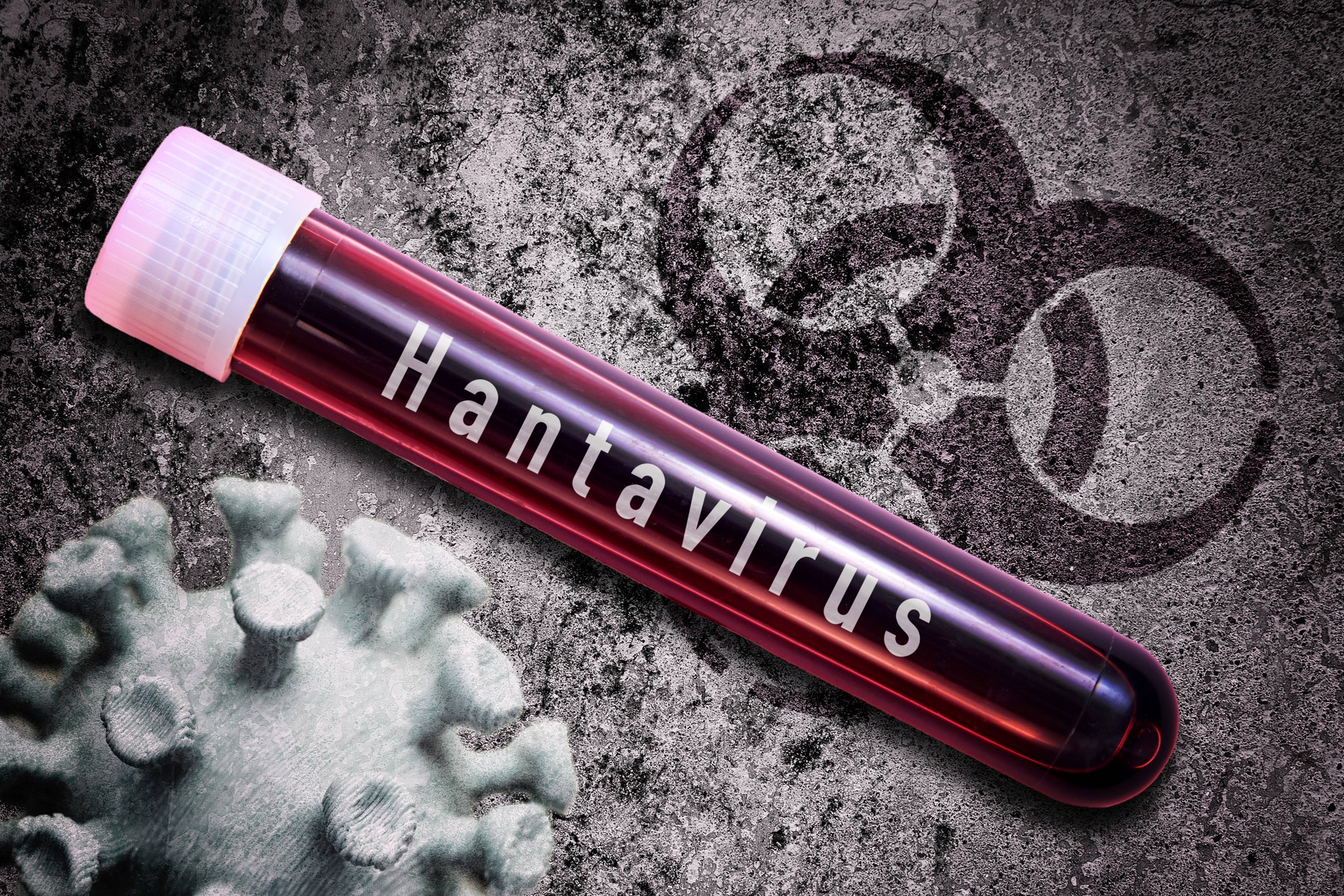 Motivul morbid pentru care hantavirusul care s-a răspândit pe un vas de croazieră este puțin probabil să declanșeze o nouă pandemie