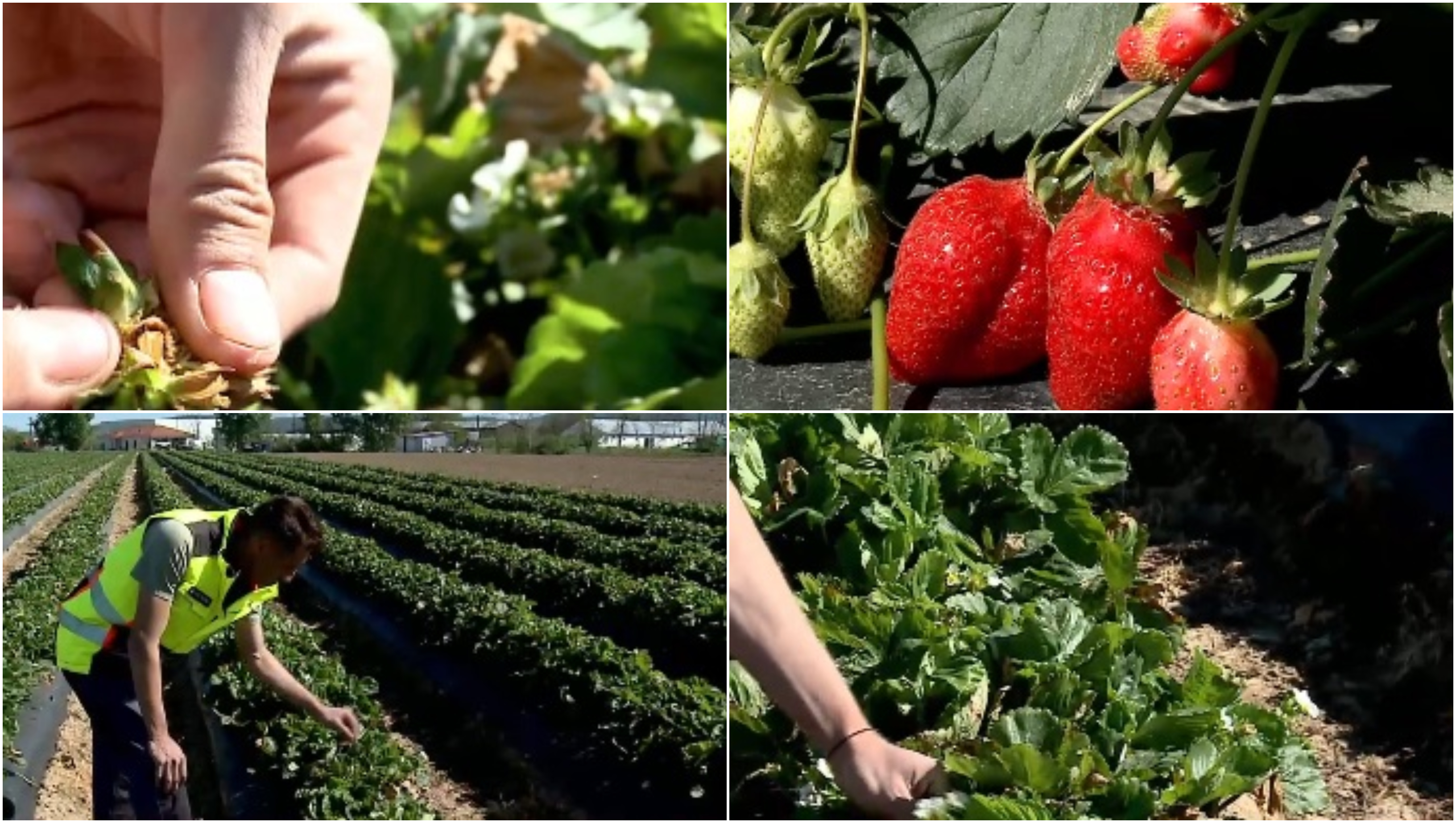 „Plantele au suferit”. Producția de căpșuni românești, afectată de capriciile vremii. Cu cât se vinde acum kilogramul în piețe