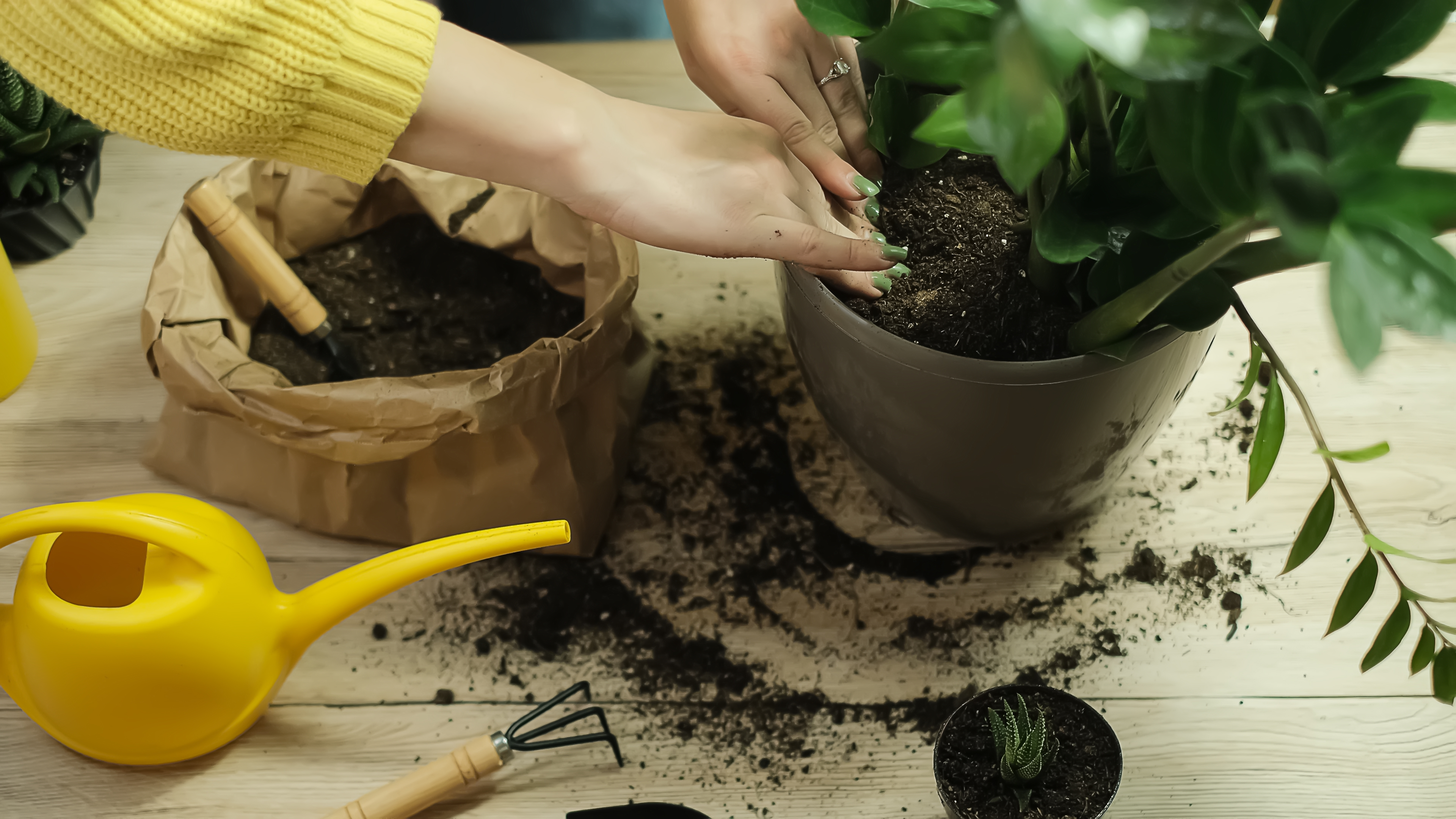 Românii își decorează casele și terasele cu plante exotice. Care sunt cele mai populare soiuri: „Rezistă foarte bine la noi în țară”