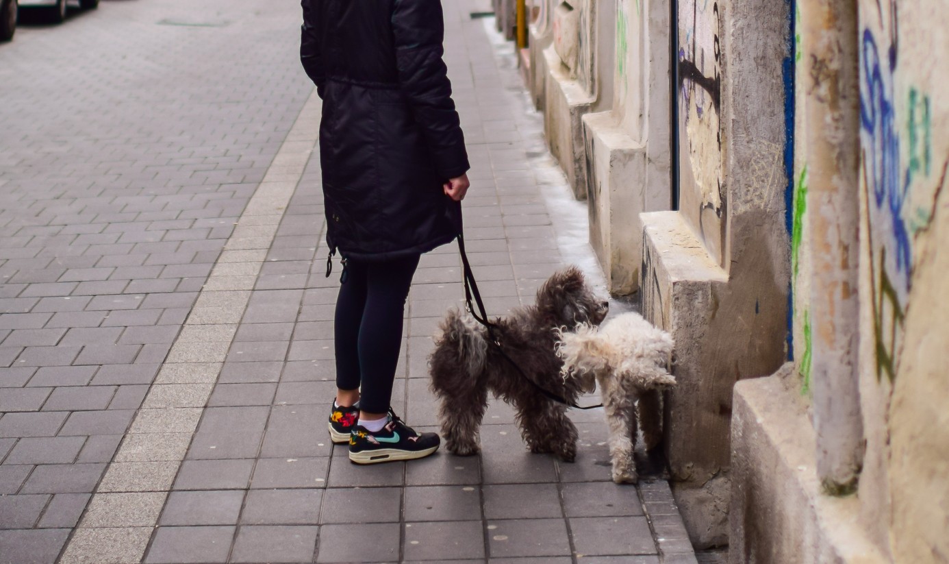 Obligația pe care o vor avea proprietarii de câini dintr-un oraș italian. Amendă de până la 500 de euro dacă nu va fi respectată
