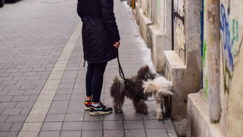 catei in lesa, pe strada