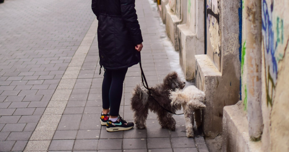 Obligația pe care o vor avea proprietarii de câini dintr-un oraș italian. Amendă de până la 500 de euro dacă nu va fi respectată