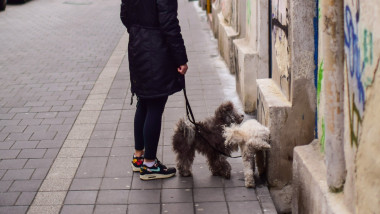 catei in lesa, pe strada