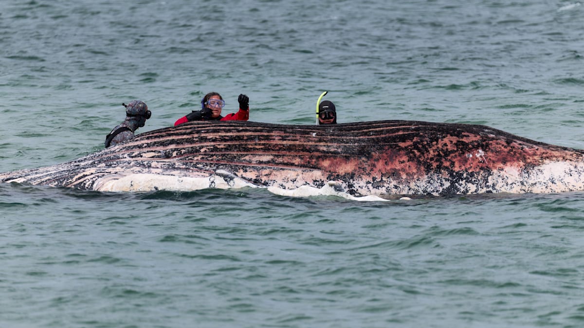 Balena Timmy a murit. Un dispozitiv GPS i-a confirmat identitatea