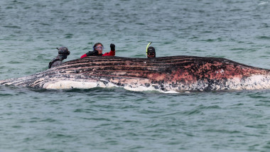 balena