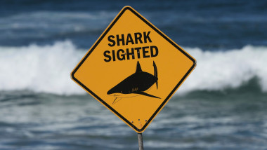 Australia Shark Attack